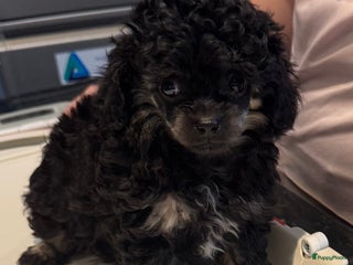 Poedel Toy honden Toy poedels - Advertentie 4