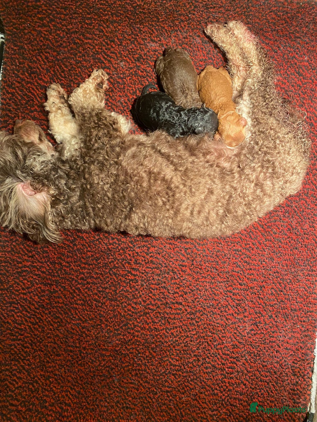 Poedel Toy honden te koop: Toy poedel teefje  in Oss - Afbeelding 7