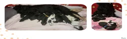 Engelse Cocker Spaniel honden te koop: Cocker Spaniel pups in Zeewolde - Advertentie 4