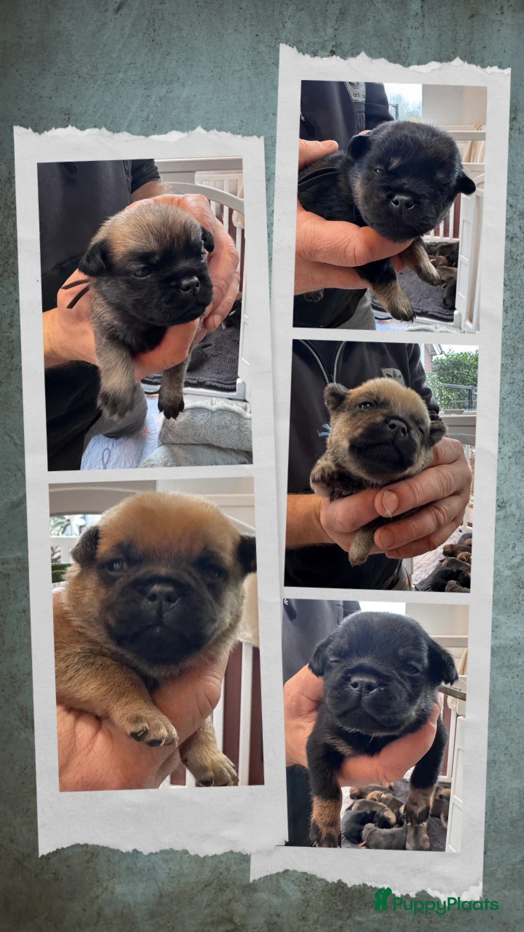 Retromops honden te koop: Mooie retromops pups - Advertentie 5