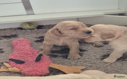 Labradoodle honden te koop: Labradoodle x Australian Labradoodle  in Oosterhout - Afbeelding 7