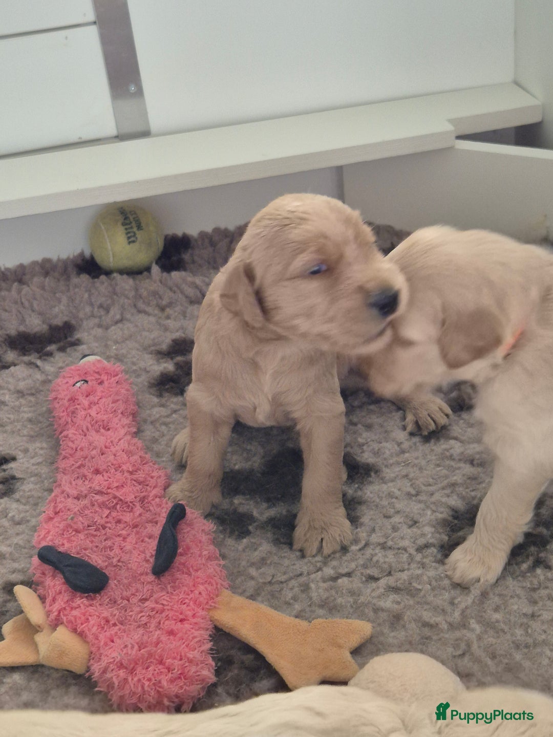 Labradoodle honden te koop: Labradoodle x Australian Labradoodle  in Oosterhout - Afbeelding 7