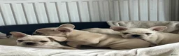 Franse Bulldog honden te koop: Franse Bulldog pups België  - Advertentie 5
