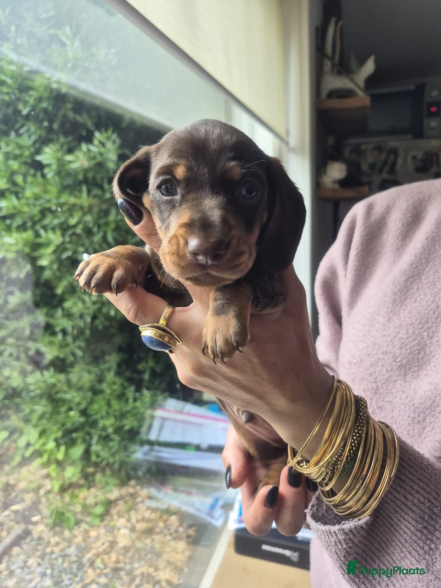 Teckel (korthaar)  honden te koop: ❤️ Prachtige, sociale, lieve dwergteckel pups ❤️ - Advertentie 7