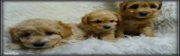 Maltipoo honden te koop: Maltipoo F1b pups - Advertentie 10