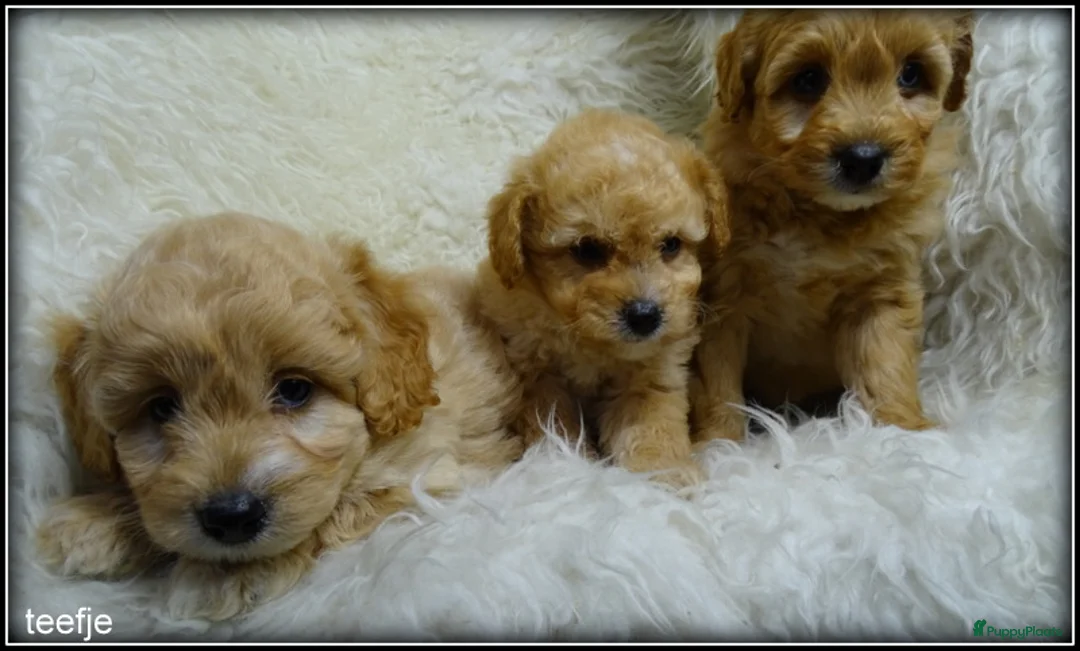 Maltipoo honden te koop: Maltipoo F1b pups - Advertentie 10
