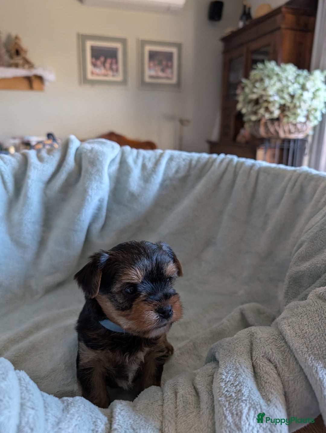 Kruising honden te koop: Biewer/Yorkshire pups - Advertentie 5