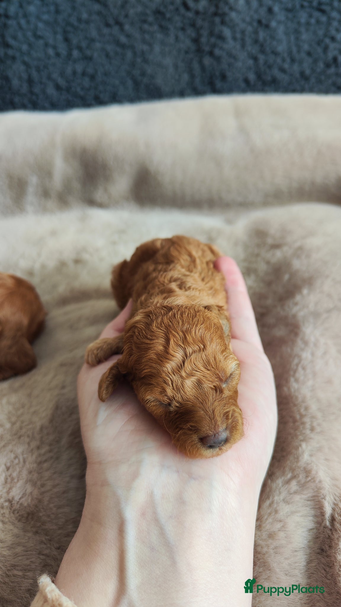 Poedel honden Dwergpoedelpups mini - Advertentie 2