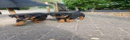 Rottweiler honden te koop: Super leuke en lieve rottweiler pups - Advertentie 9