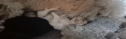 Cockapoo honden te koop: Cockapoo pupjes uit geteste ouders - Advertentie 29