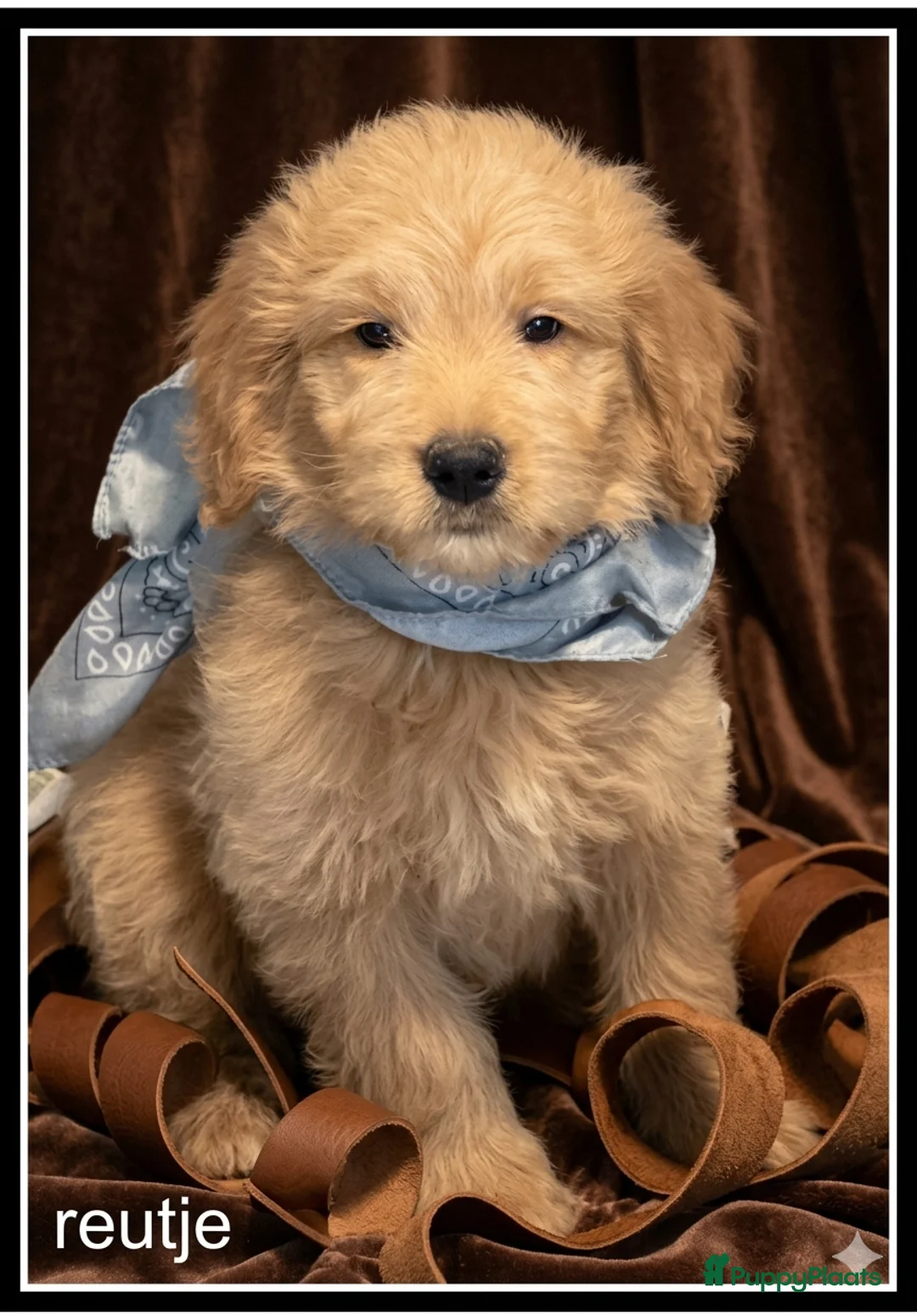 Labradoodle honden te koop: Labradoodle medium pups - Advertentie 2