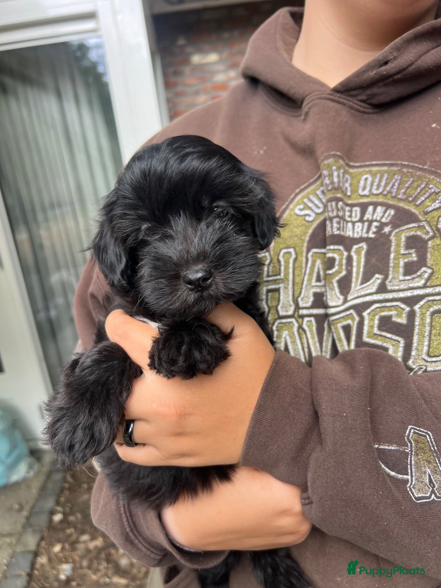 Maltipoo honden Vrolijke knappe maltipoo x toypoedel  - Advertentie 1