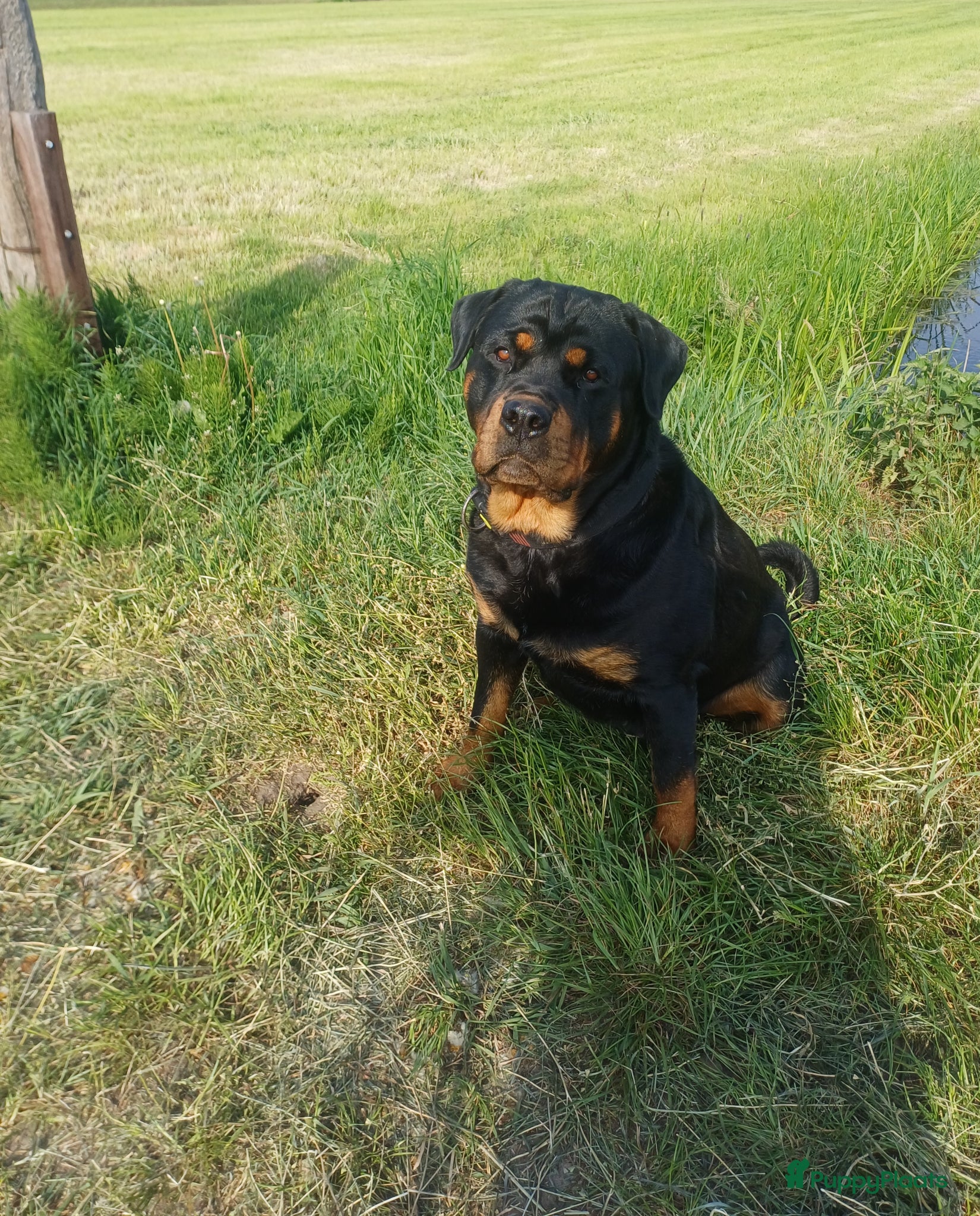 Rottweiler honden Super leuke en lieve rottweiler pups - Advertentie 1