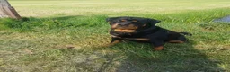 Rottweiler honden te koop: Super leuke en lieve rottweiler pups - Advertentie 1