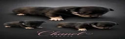 Chihuahua honden te koop: Mooie chihuahua pups - Advertentie 4