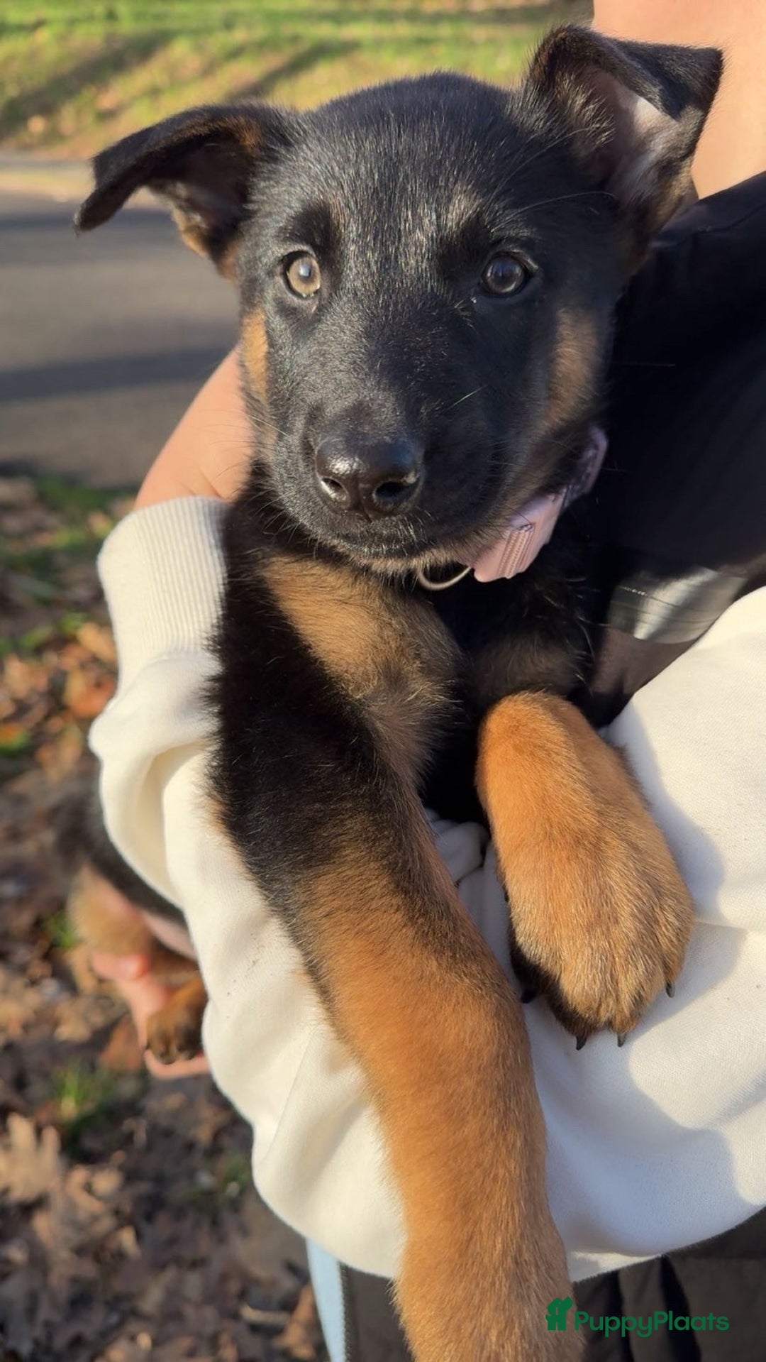 Kruising honden te koop: Herder pup - Advertentie 2