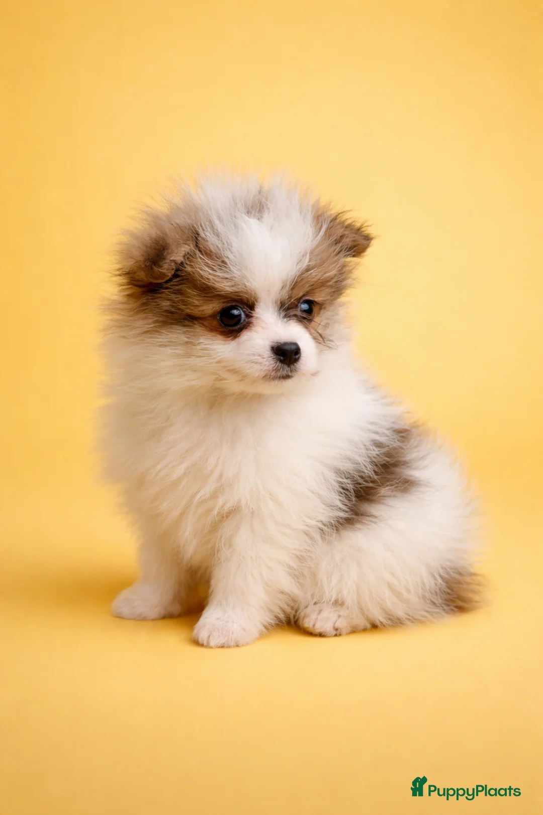 Pomeriaan honden te koop: Geweldige gezin Pomernians!  - Advertentie 1