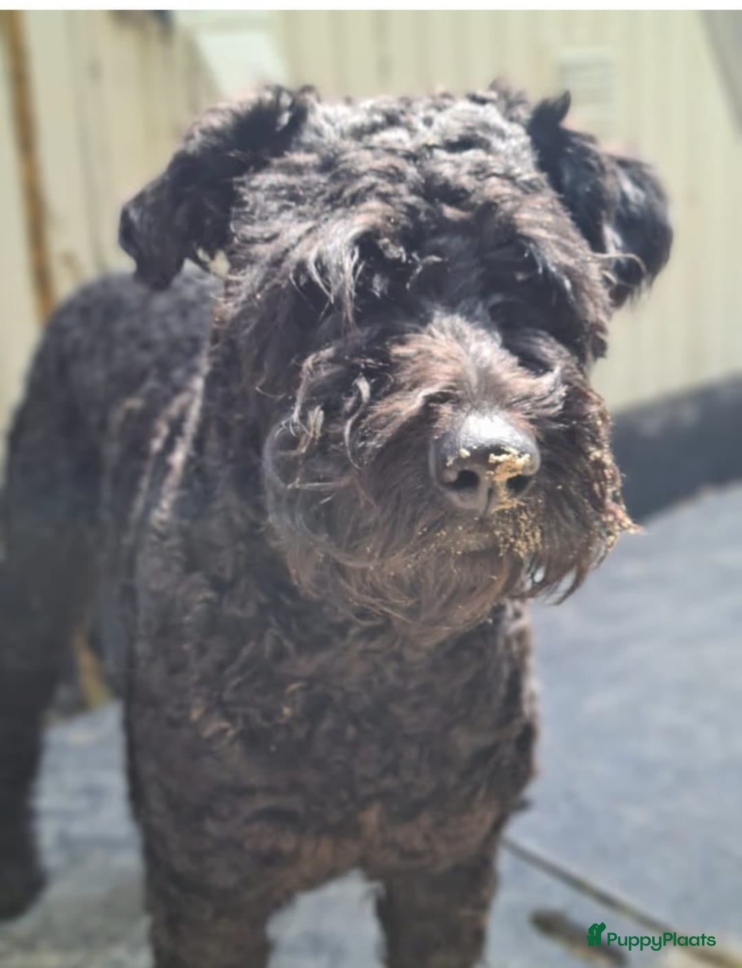 Bouvier des Flandres honden te koop: Raszuivere bouvier pups zonder stamboom. Gitzwart - Advertentie 11