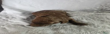 Labradoodle 4