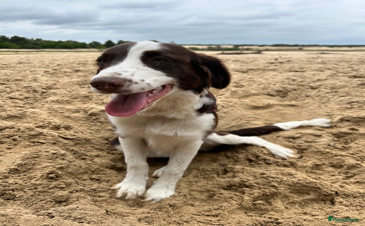Kruising honden - Advertentie 8