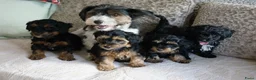 Kruising honden te koop: Maltipoo black & tan  een zwart met witte bles - Advertentie 29