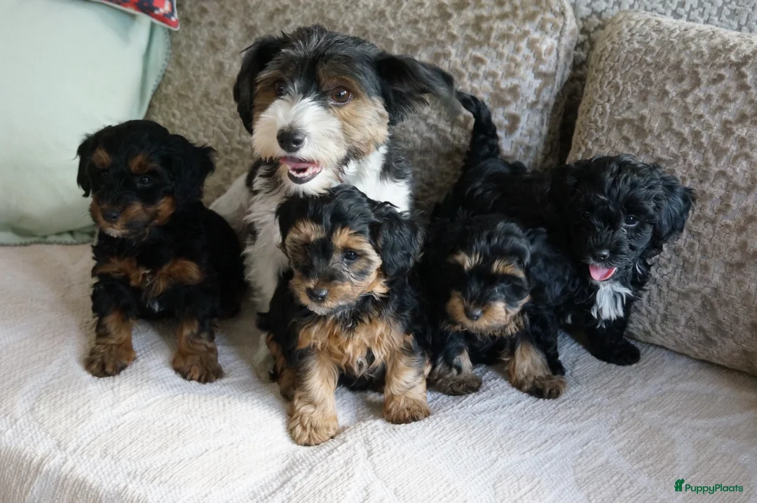 Kruising honden te koop: Maltipoo black & tan  een zwart met witte bles - Advertentie 29