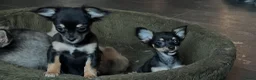 Chihuahua honden te koop: Chihuahua pups - Advertentie 1