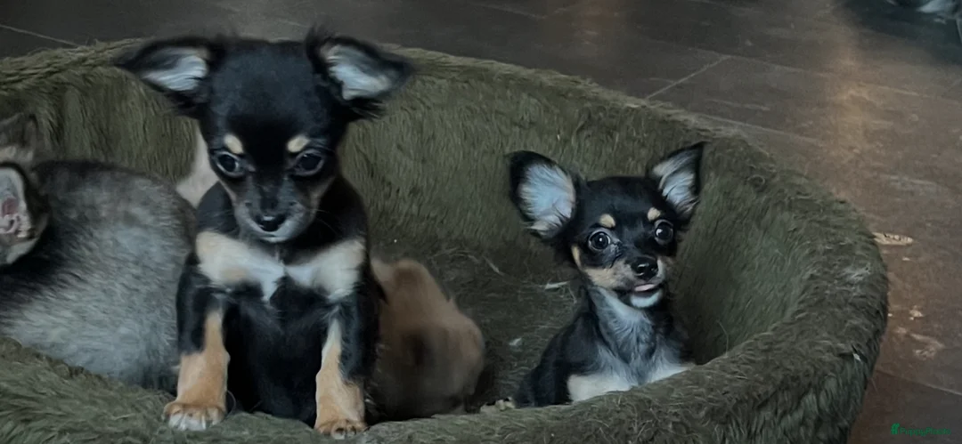 Chihuahua honden te koop: Chihuahua pups - Advertentie 1