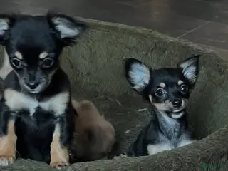Chihuahua honden Chihuahua pups - Advertentie 2