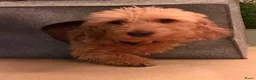 Ruwhaar Teckel honden te koop: Ruwharige teckel  in Leende - Advertentie 5
