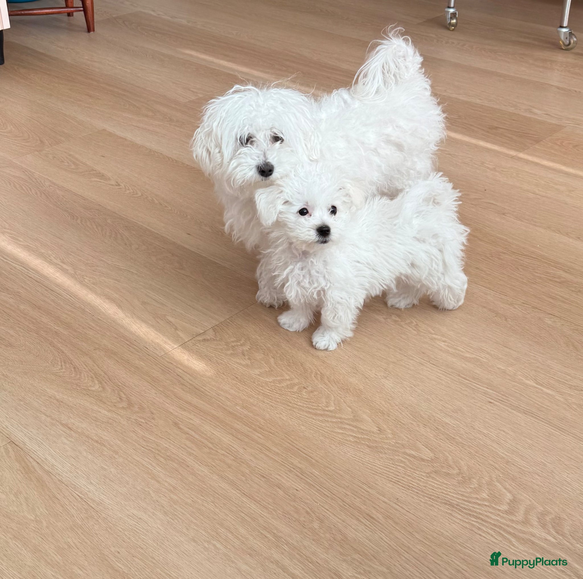 Maltipoo honden Nog 1 Pluizige pup Maltezer kruising zoekt baasje - Advertentie 2