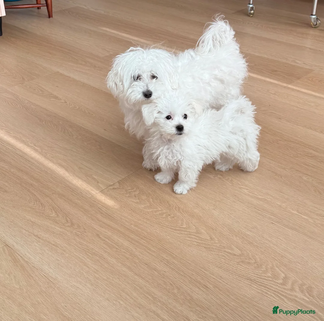Maltipoo honden te koop: Nog 1 Pluizige pup Maltezer kruising zoekt baasje - Advertentie 2