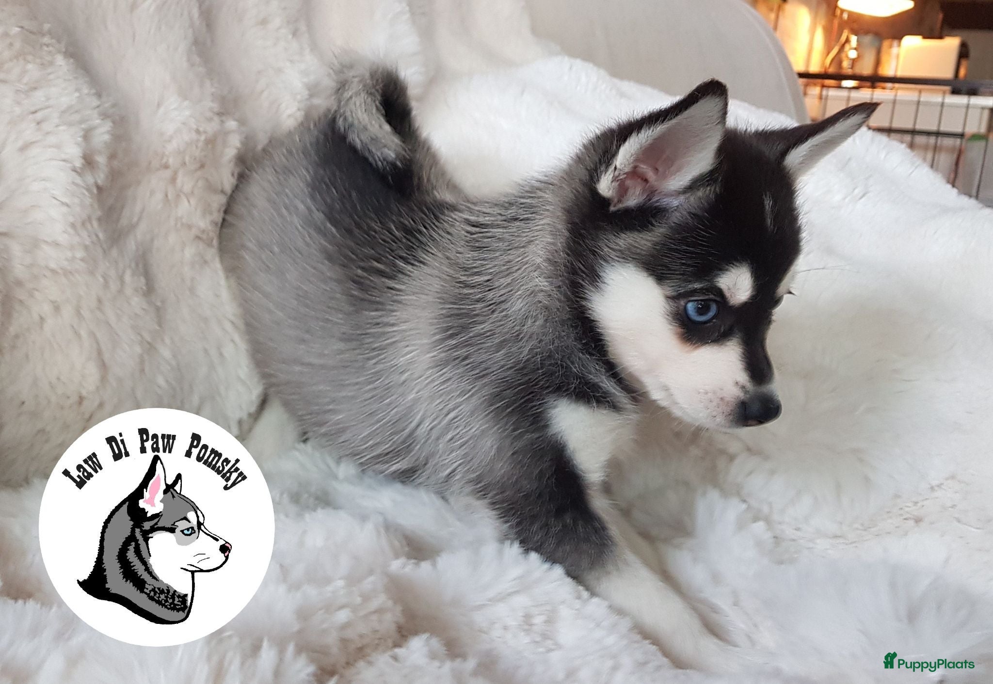 Pomsky honden Pomsky puppy’s F4+, 100% Amerikaanse bloedlijn - Advertentie 2