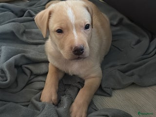 Kruising honden Lieve aanhankelijke kruising pups - Advertentie 2