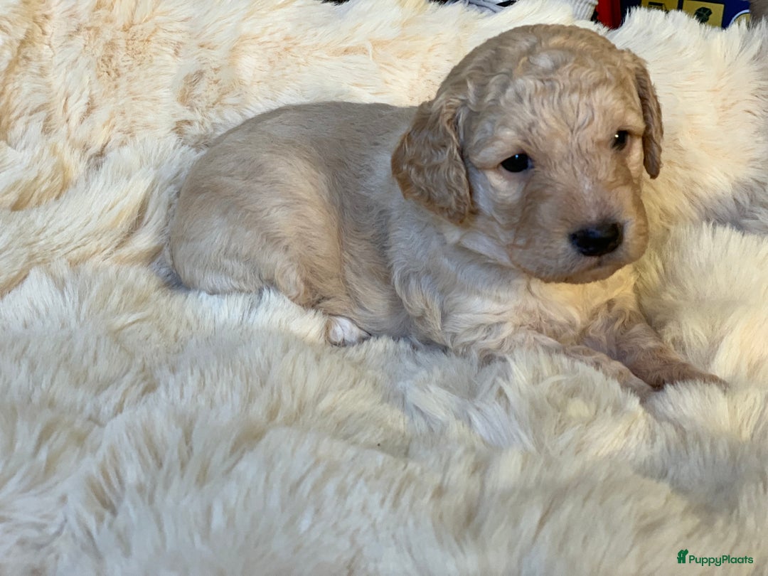 Kruising honden te koop: Goldendoodle Medium Pups Geboren - Advertentie 2