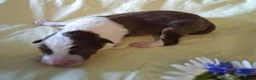 Australian Shepherd honden te koop: Australian Shepherd pups beschikbaar - Advertentie 6