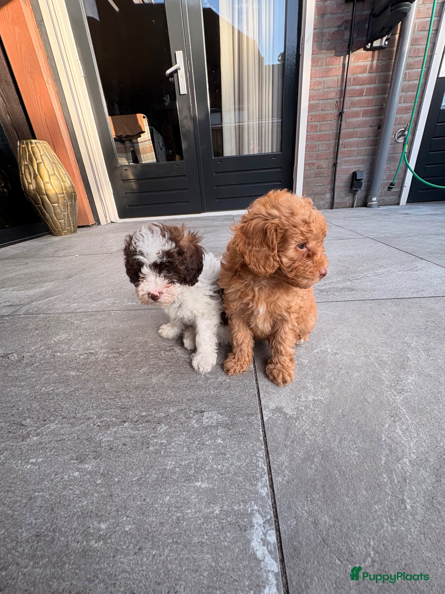 Maltipoo honden Maltipoo , kleine pups prachtige kleuren  - Advertentie 3