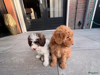 Maltipoo honden Maltipoo , kleine pups prachtige kleuren - Advertentie 3