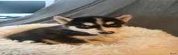 Siberische Husky honden te koop: Lieve Siberische puppies - Advertentie 7