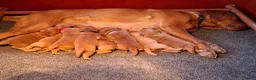 Labrador Retriever honden te koop: Red fox labrador pups - Advertentie 6