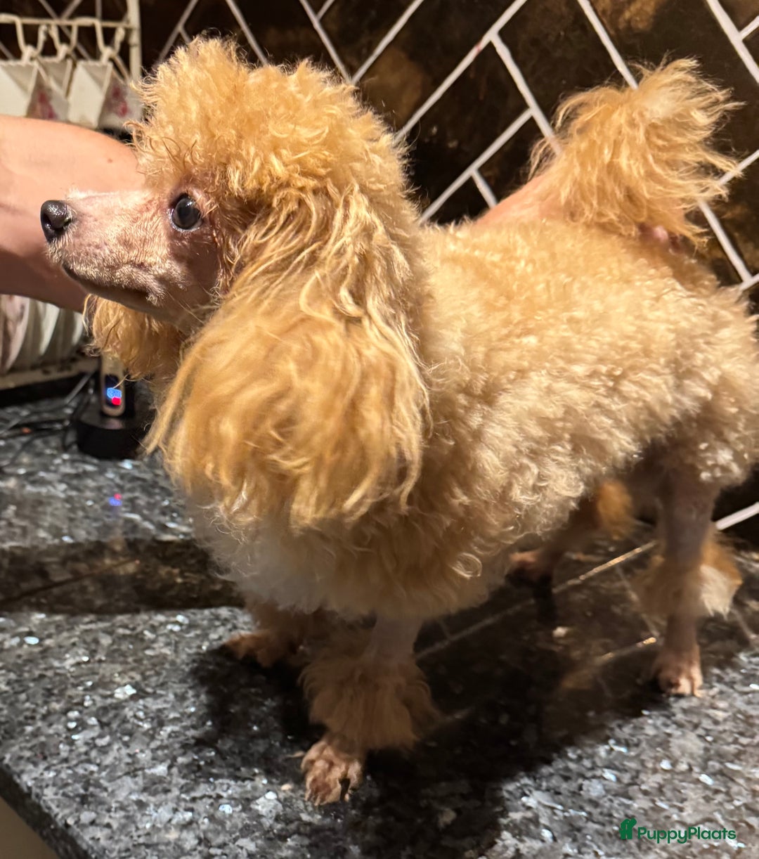 Poedel Toy honden te koop: Toy poedels  - Advertentie 20