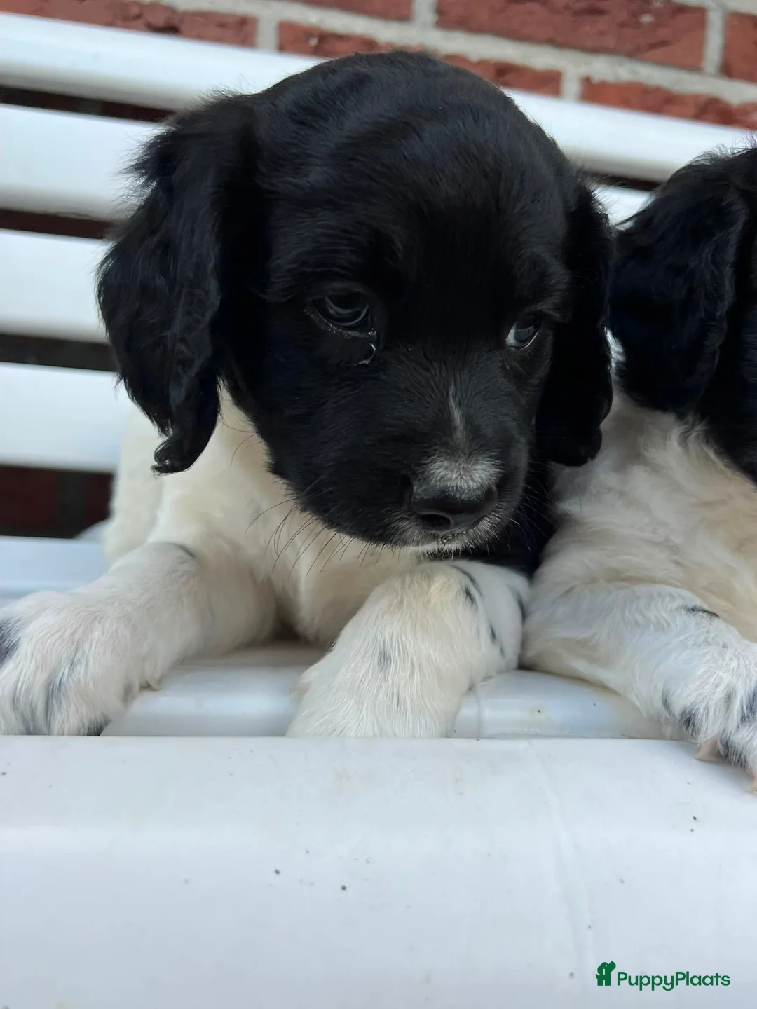 Kruising honden te koop: Friese Stabij pups - Advertentie 12