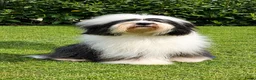 Tibetaanse Terriër honden te koop: Lieve Tibetaanse Terriër pups met stamboom  - Advertentie 10
