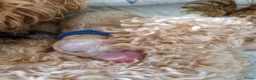 Poedel Toy honden te koop: Toy poedel puppies! - Advertentie 6