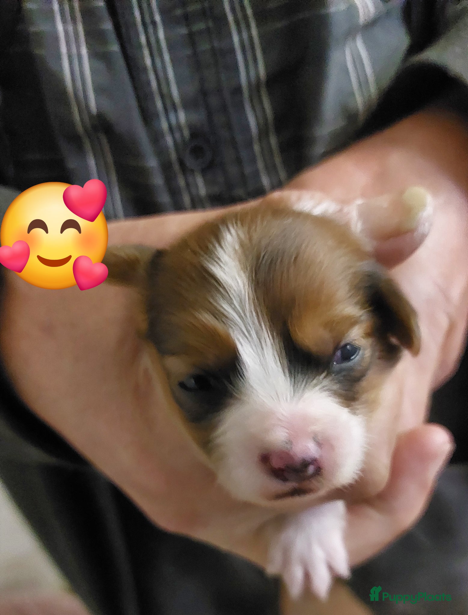 Kooikerhondje honden Schitterende kooikerpups - Advertentie 2