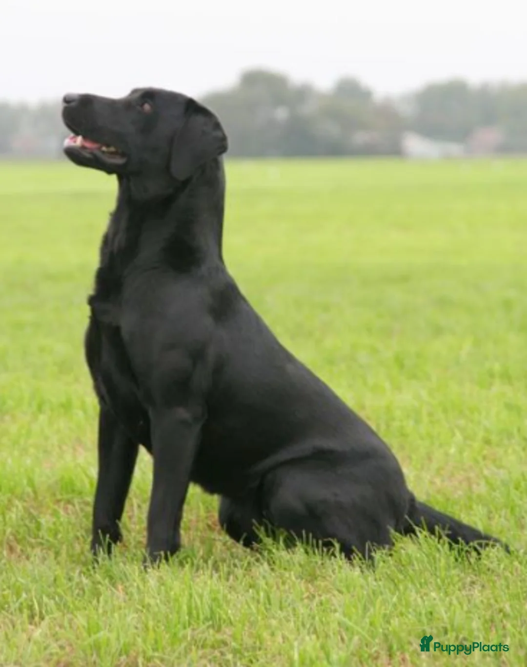 Labrador Retriever honden te koop: Zwarte Field Trial Labradorpups met goede stamboom - Advertentie 2