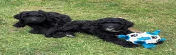 Labradoodle honden te koop: Hele mooie medium Labradoodle pups - Advertentie 4