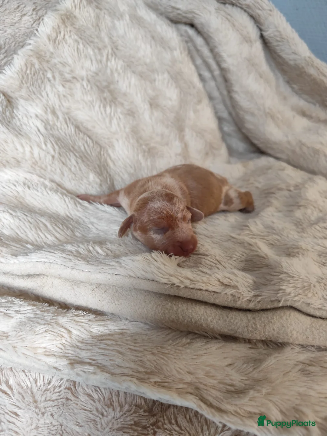 Teckel (korthaar)  honden te koop: Prachtige merle dwergteckel pupjes voor reservatie - Advertentie 4