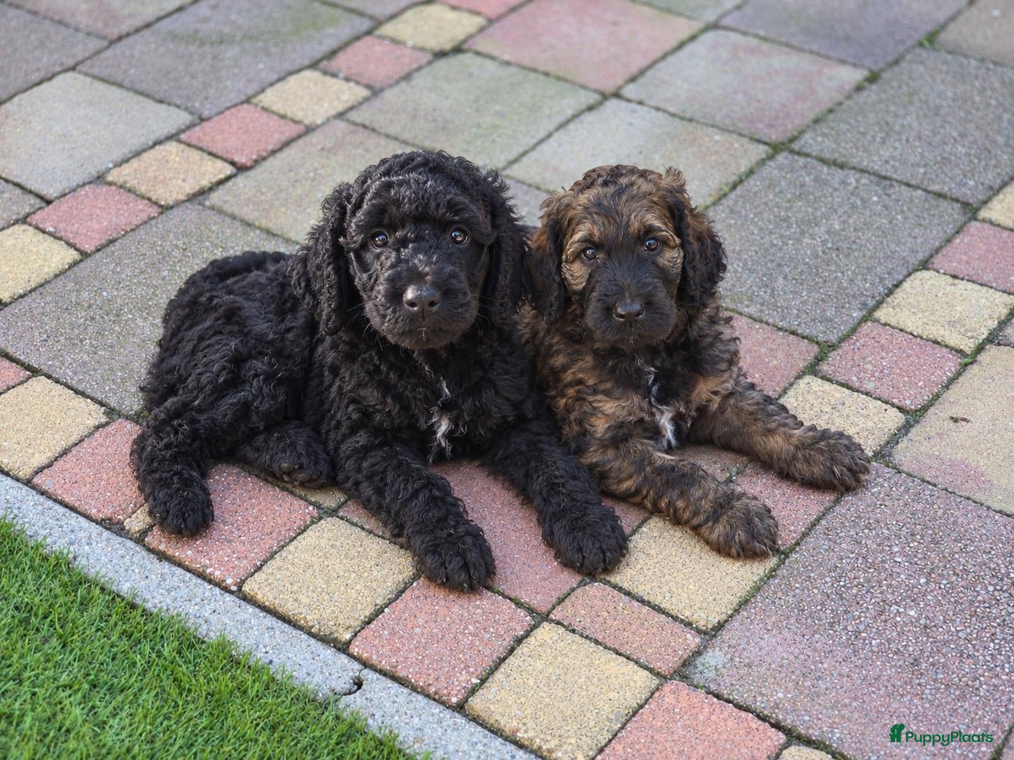 Labradoodle honden Labradoodle pups - Advertentie 4