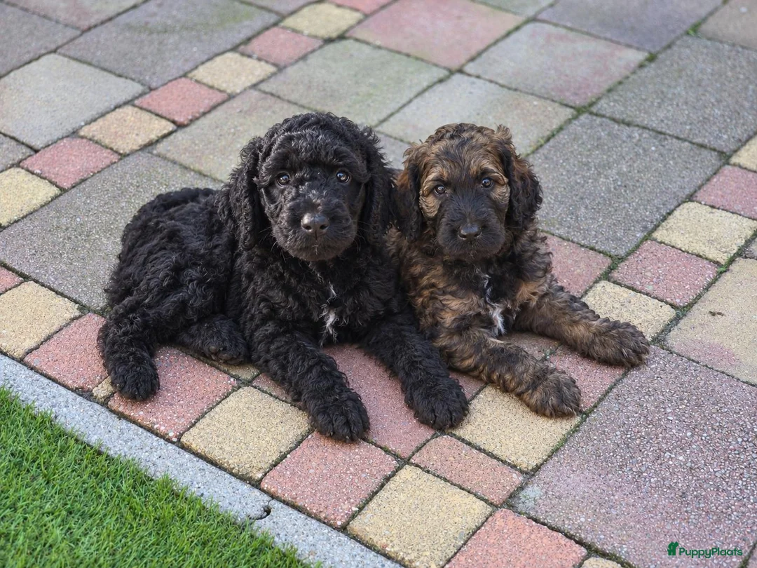 Labradoodle honden te koop: Labradoodle pups in Gaanderen - Advertentie 1